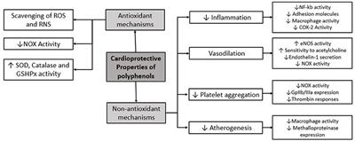 Polyphenols and Novel Insights Into Post-kidney Transplant Complications and Cardiovascular Disease: A Narrative Review